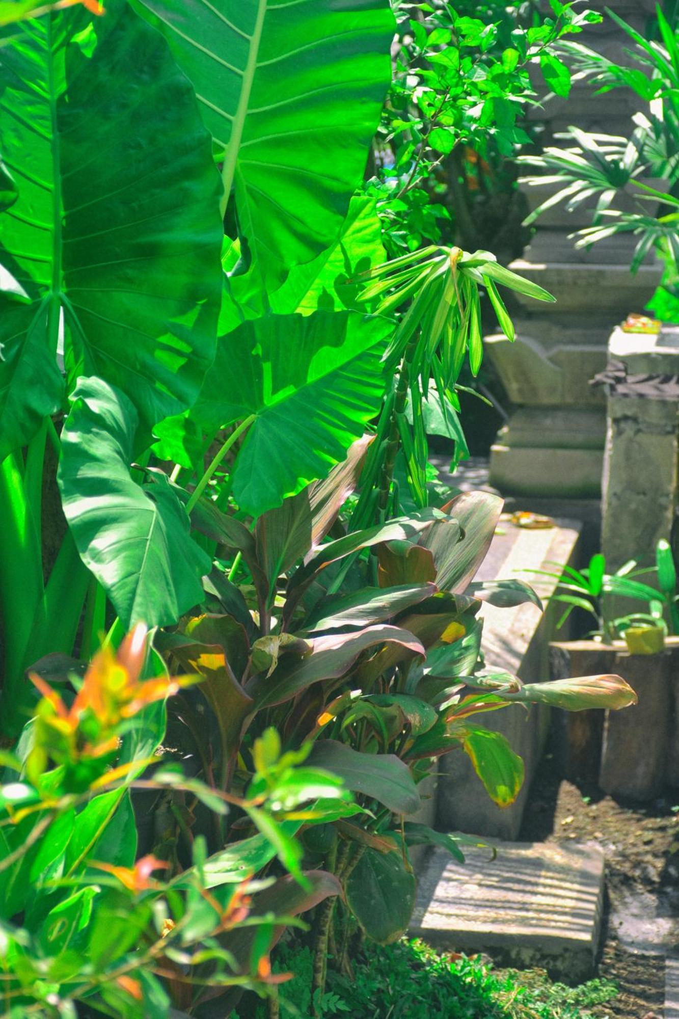 Ume Sita Villa And Homestay Ubud  Luaran gambar
